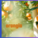 Orangîa